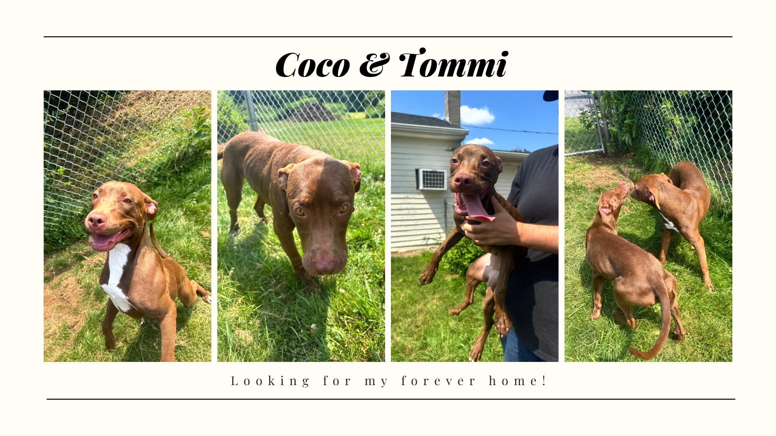 Coco & Tommi.png